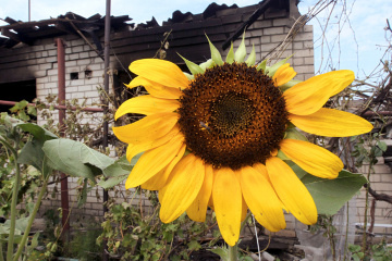 Woman wounded in Dnipro district of Kherson due to artillery shelling