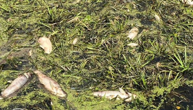Збитки від загибелі риби в річці Уборть на Житомирщині оцінили у понад ₴2 мільйони