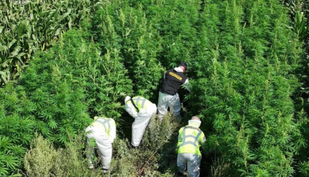 Спецоперація «Джентельмени»: в Україні знищили 21 тисячу кущів коноплі та ліквідували чотири нарколабораторії