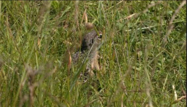 На Львівщині вперше зафіксували червонокнижного ховраха 