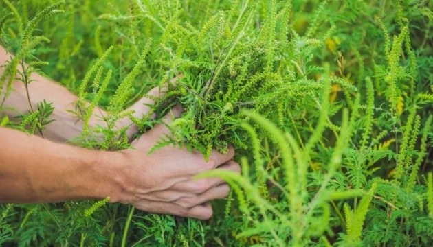 Амброзія: скошена, але нескорена зелена агресорка
