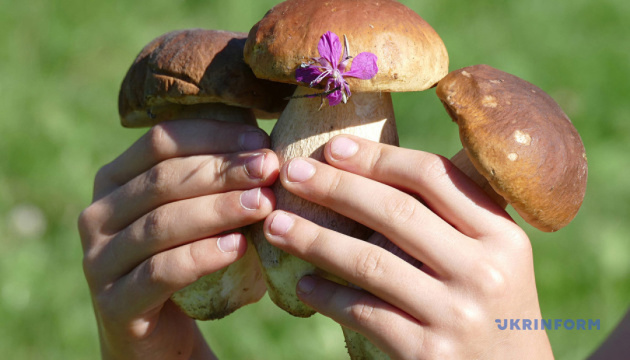 Грибний сезон-2025