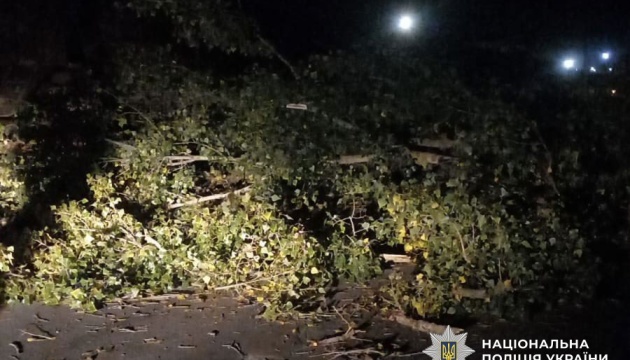 У Полтаві на автівку впало дерево, травмовані жінка з дитиною