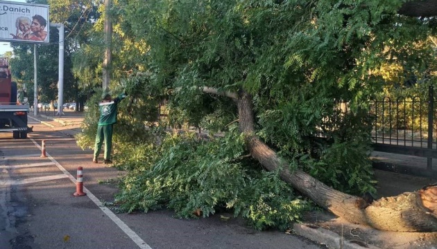 В Одесі штормовий вітер повалив понад 70 дерев та обірвав електропроводи