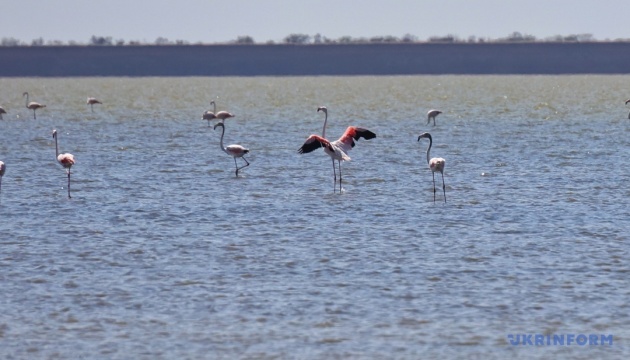 У нацпарки на Одещині прилетіли перші фламінго, очікуються тисячні зграї