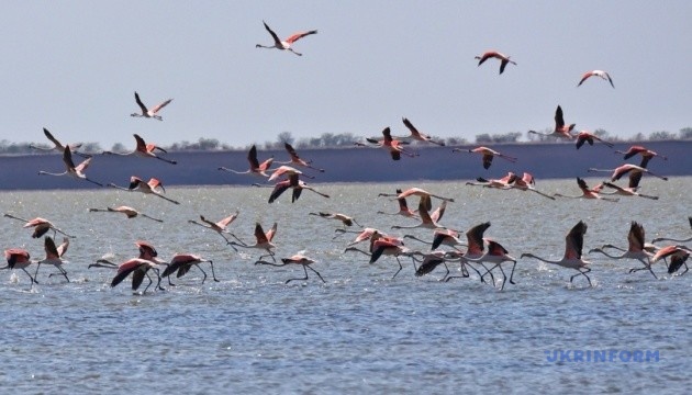 オデーサ州のフラミンゴ　最初の１羽「ロビンソン」から１５００羽の生息地へ