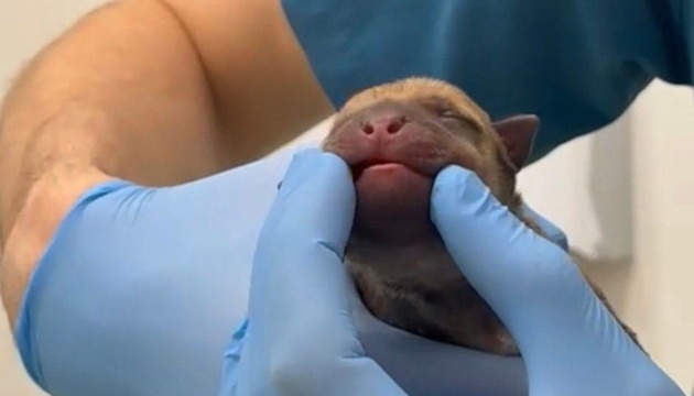 У Києві викинули у сміття цуценят стаффордширського тер'єра