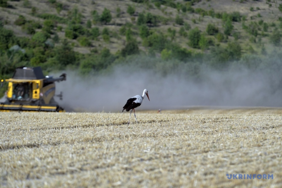 Cigüeña en el campo durante la cosecha / Foto: Oleksandr Klymenko, Ukrinform