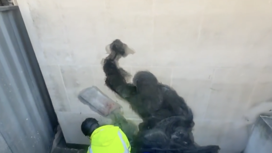 Фото: скріншот із відео