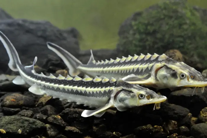 Осетри. Фото: seznamstranek.info