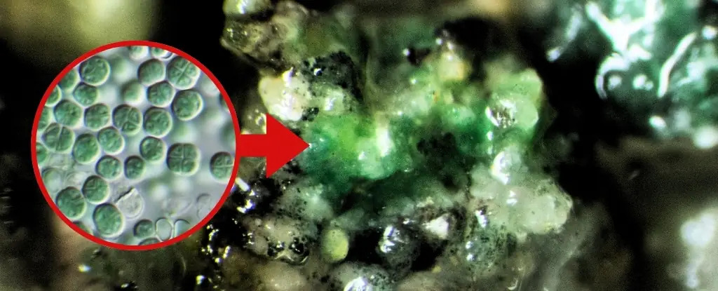 Фото: sciencealert.com