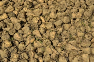 Вінницькі цукрозаводи переробили вже близько 1,5 мільйона тонн сировини