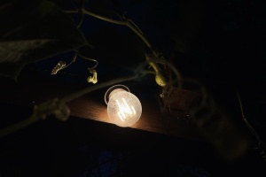 159 settlements in Lviv region left without power due to bad weather