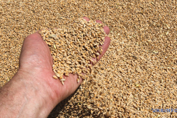 Ucrania exporta 4 millones de toneladas de productos agrícolas en agosto de 2025