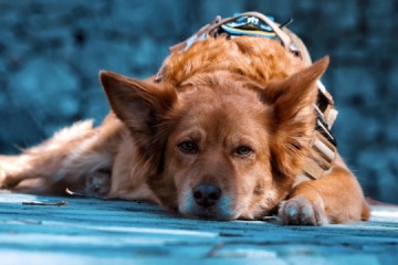 Adiestradores de perros de la Policía Nacional ayuda a encontrar a 173 niños este año