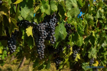 Євросоюз затвердив заходи для порятунку виноробної галузі