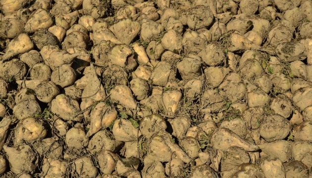 На Вінниччині цукрові буряки зібрали на 80% площ посіву