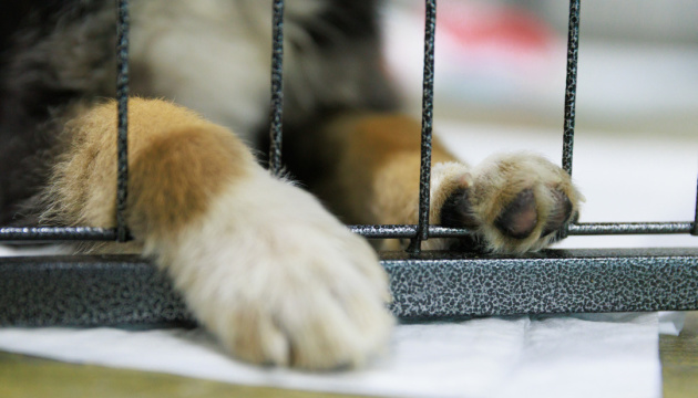 Стали відомі короткі списки премії дитячої літератури «Гуманна книжка» від UAnimals