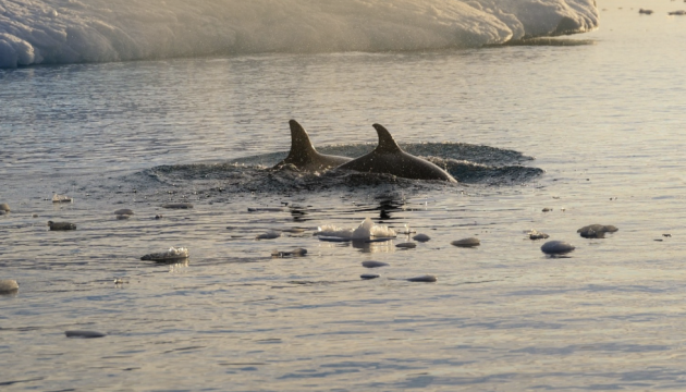 Українські полярники вперше за тривалий час зафіксували родину косаток