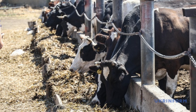 Історія фермера з безлюдного села, який вирощує тварин і мріє створити музей