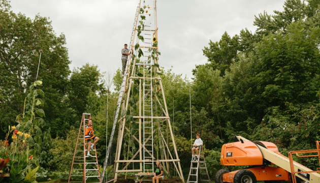 Українець у США виростив найвищий у світі соняшник