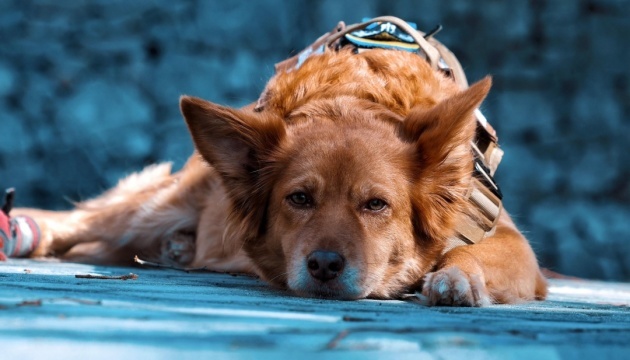 Adiestradores de perros de la Policía Nacional ayuda a encontrar a 173 niños este año