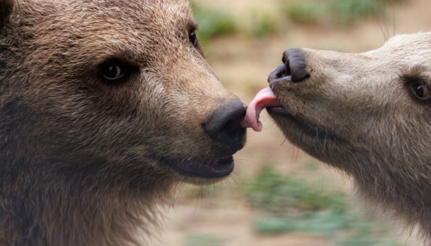 У притулку на Львівщині виходили двох ведмежат, яких покинула мама