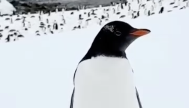 Поблизу станції «Академік Вернадський» помітили пінгвіна з рідкісним забарвленням