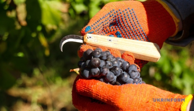 Доторкнутися до грона і полюбити своє