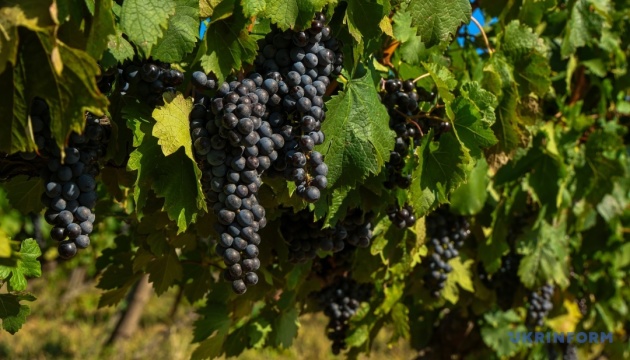 Мінекономіки продовжило прийом заявок на гранти для виноробів Одещини