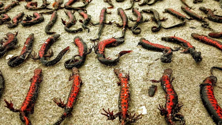 Тритон-дунайський-1