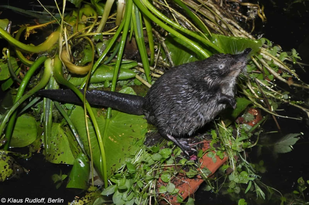 Хохуля. Фото Рудольфа Клауса