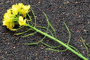 Україна може збільшити посіви ріпаку, якщо конфлікт з Іраном затягнеться - Мінекономіки