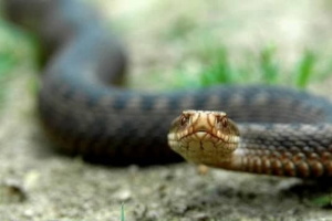 Вчені винайшли зброю проти супербактерій та антидот, що рятує від укусів 19 видів змій