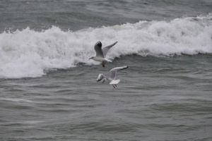 У Португалії вирує шторм «Клаудія», є загиблі 