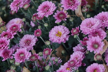 L’Écoparc de Kharkiv fait éclore l’espoir avec le Bal des chrysanthèmes