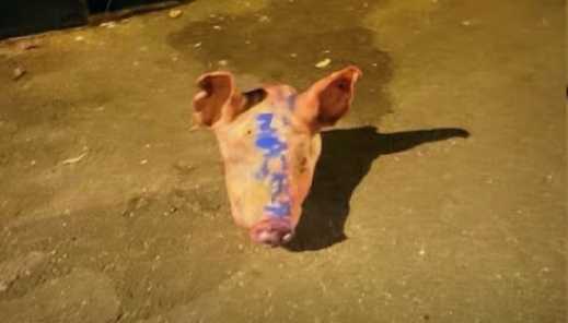 Свинячі голови біля мечетей у Франції: Сербія допитує 11 підозрюваних