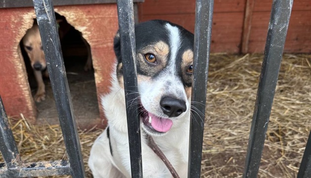 На Прикарпатті відремонтували притулок для евакуйованих тварин