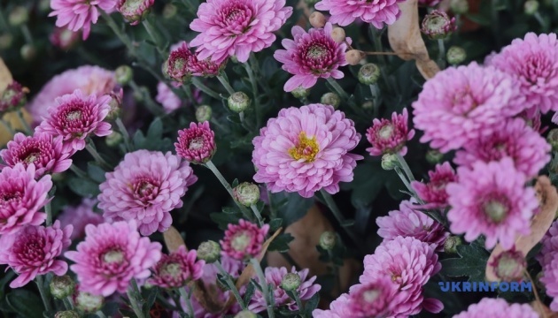 L’Écoparc de Kharkiv fait éclore l’espoir avec le Bal des chrysanthèmes