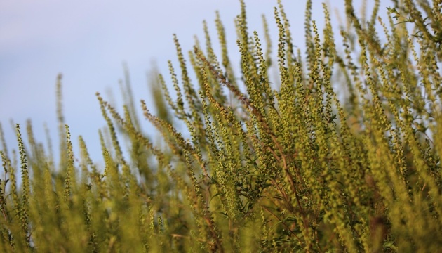 Посадовці Київзеленбуду «розпиляли» майже 5 мільйонів на знищенні амброзії