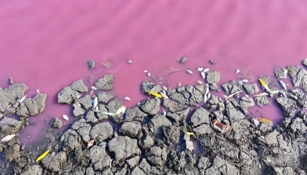 На Одещині масово загинула риба, водойма - рожевого кольору