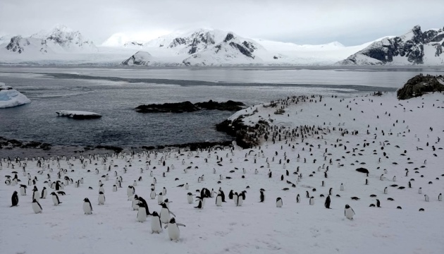 На станцію «Академік Вернадський» повернулися сім тисяч пінгвінів