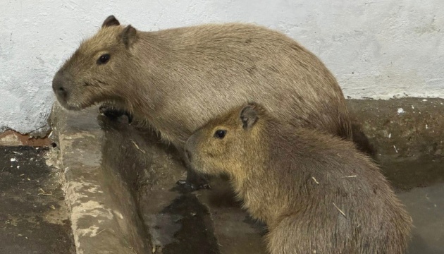 У Миколаївському зоопарку оселилася пара капібар