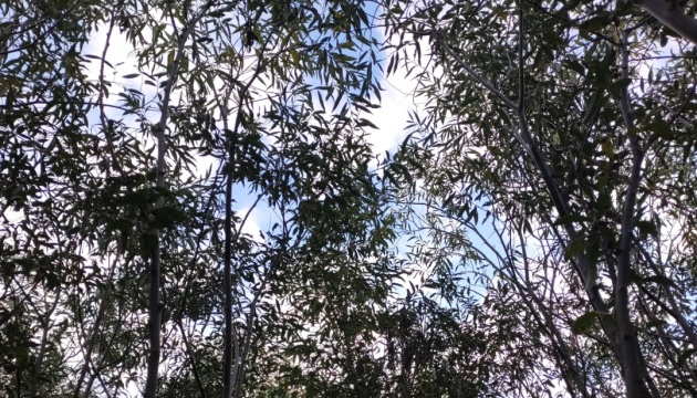 На території колишнього Каховського водосховища стрімко росте верба - деякі дерева вже понад 7 метрів