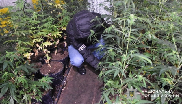 На Львівщині правоохоронці вилучили канабісу на понад ₴3 мільйони