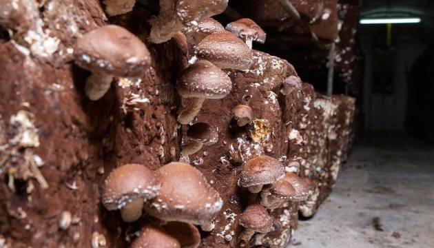 Нейрочип на основі грибів та ген, який може збільшити врожай пшениці втричі