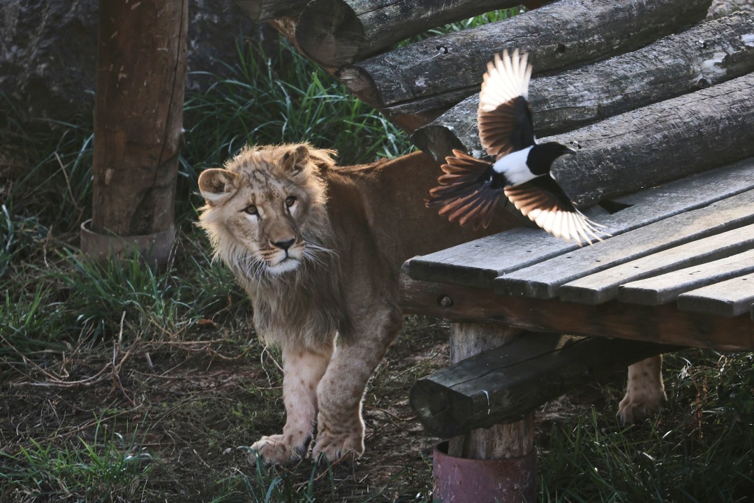 Фото: В’ячеслав Мадієвський