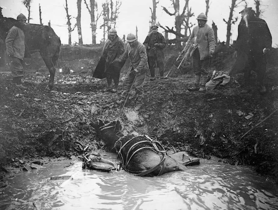 Мул лежить у вирві від снаряду на Західному фронті. Французькі солдати намагаються його витягти. Фото: wikipedia