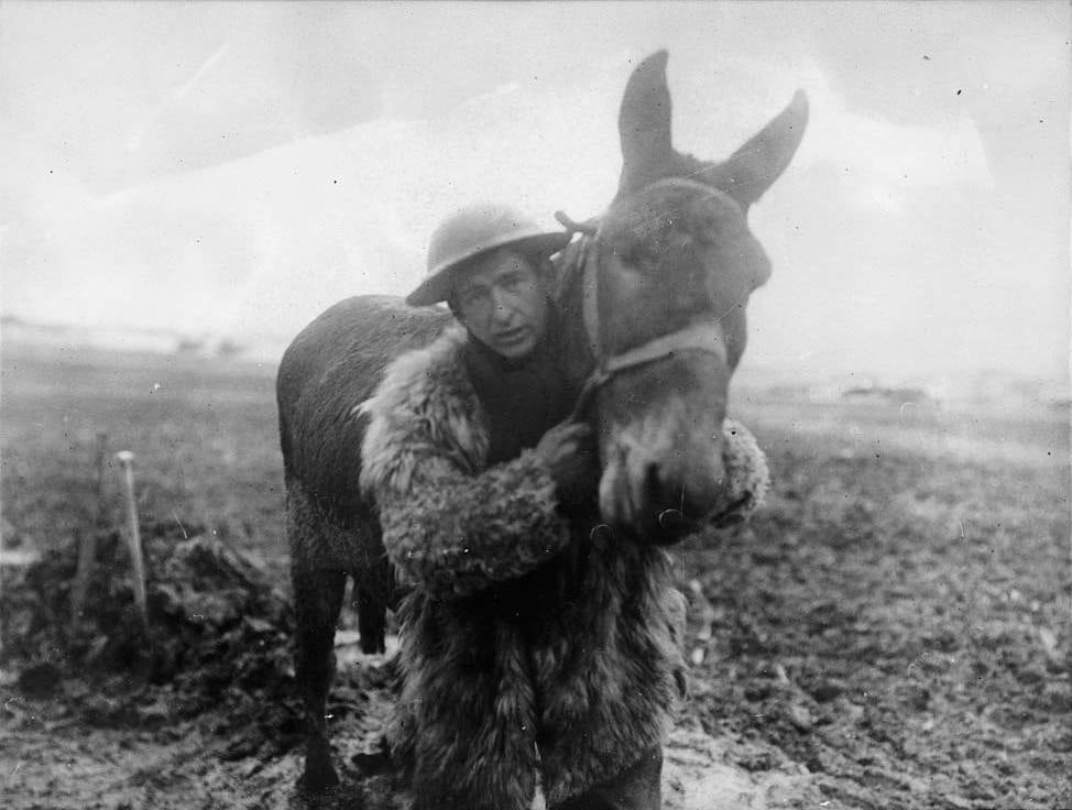 Солдат із мулом на Західному фронті, 1918р. Підпис під фото: «Вона хоча й дурепа, але я люблю її». Фото/Національна бібліотека Шотландії. 