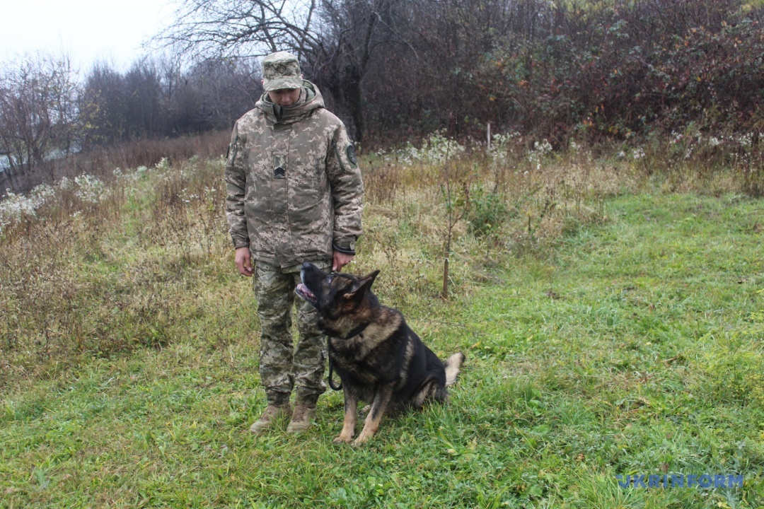 Погляд вірного друга. Насправді, тут Тор очікує від кінолога дозволу взяти кинутий м'ячик